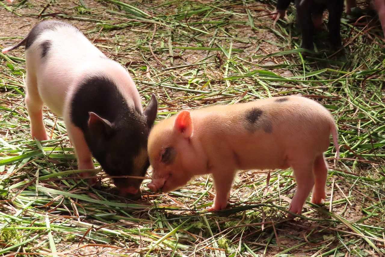 animals, pig, piglet-4453839.jpg