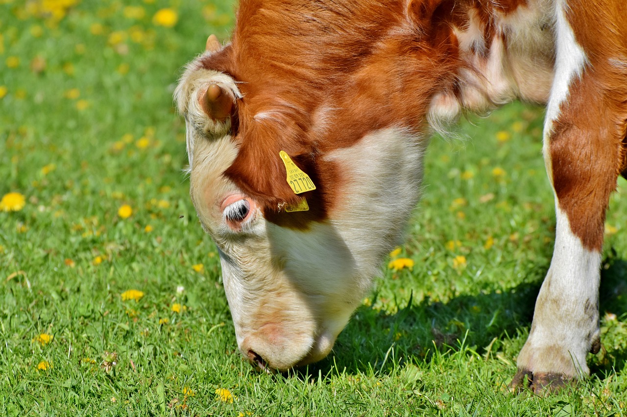 calf, cow, beef-3822937.jpg