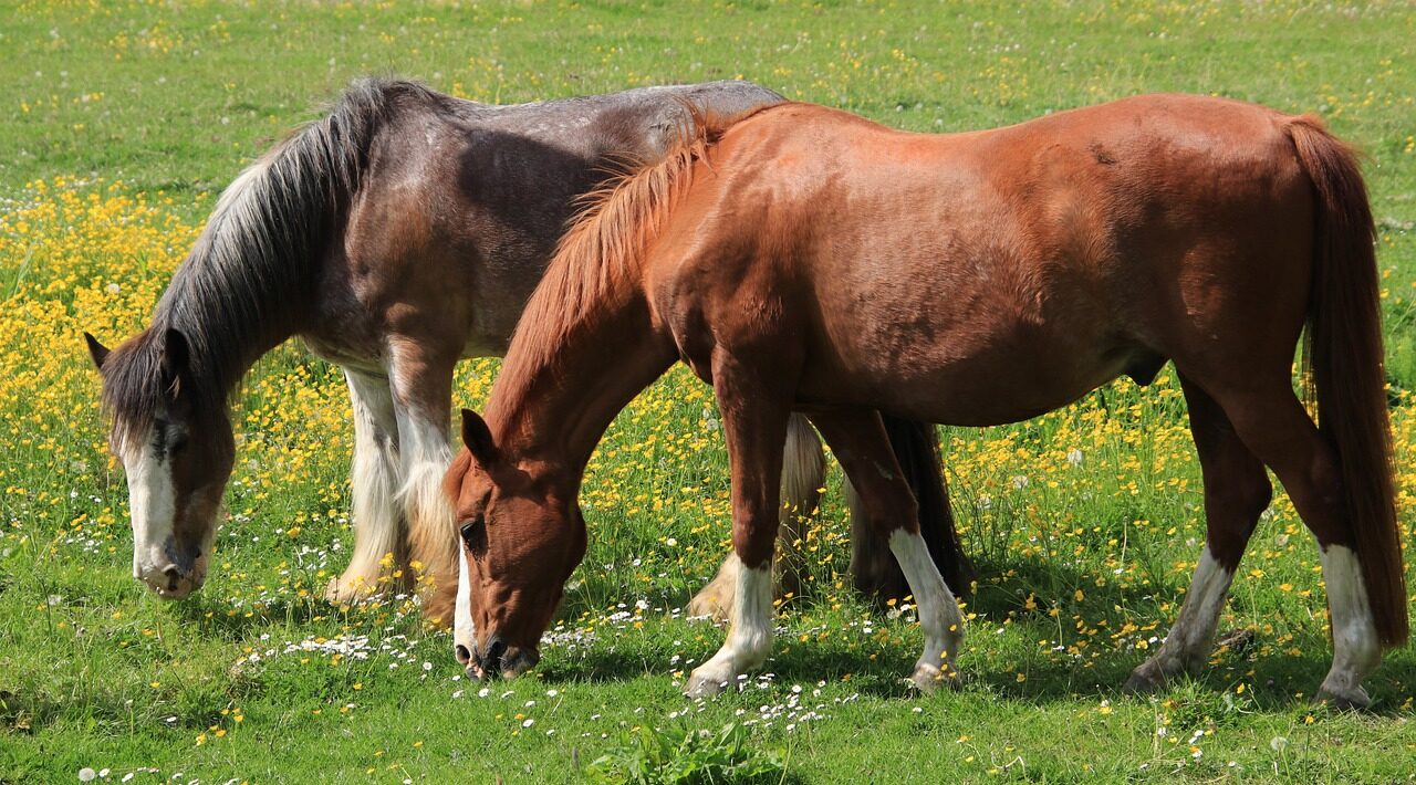 horses, graze, pasture-7231689.jpg