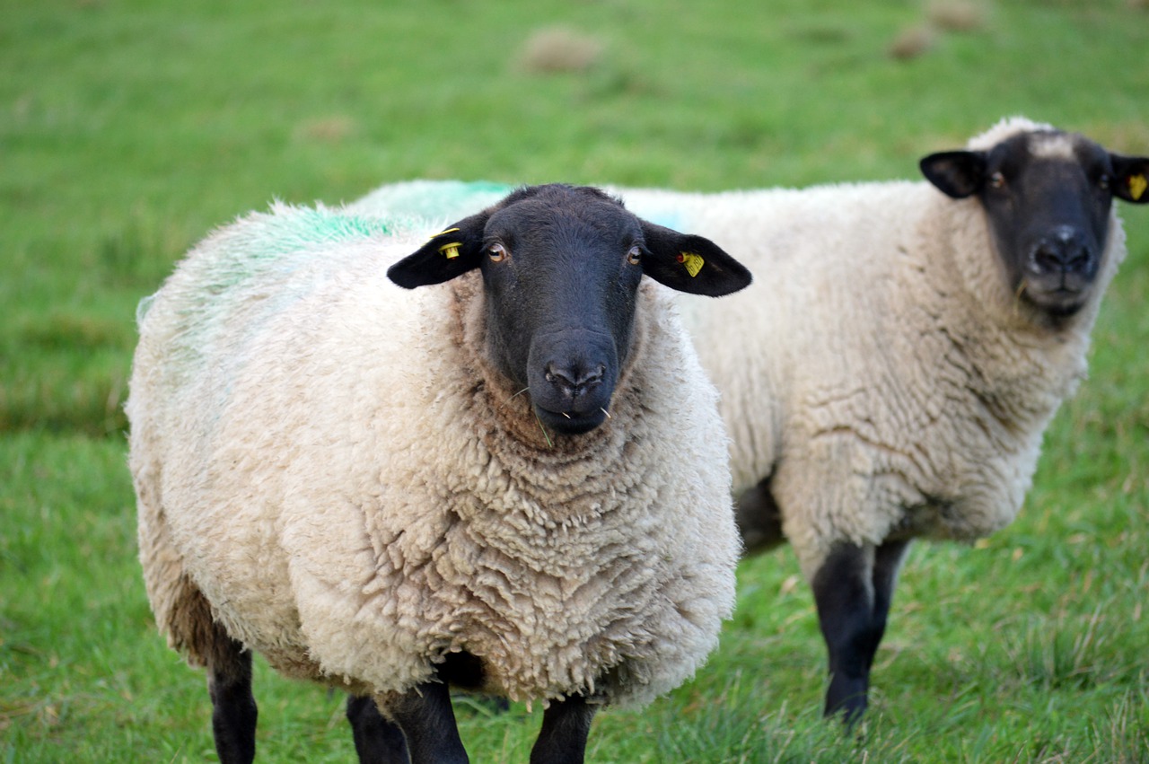 sheep, farm animals, sheep wool-7576556.jpg