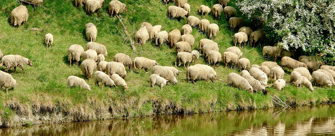 sheep, grassland, dyke-3878109.jpg